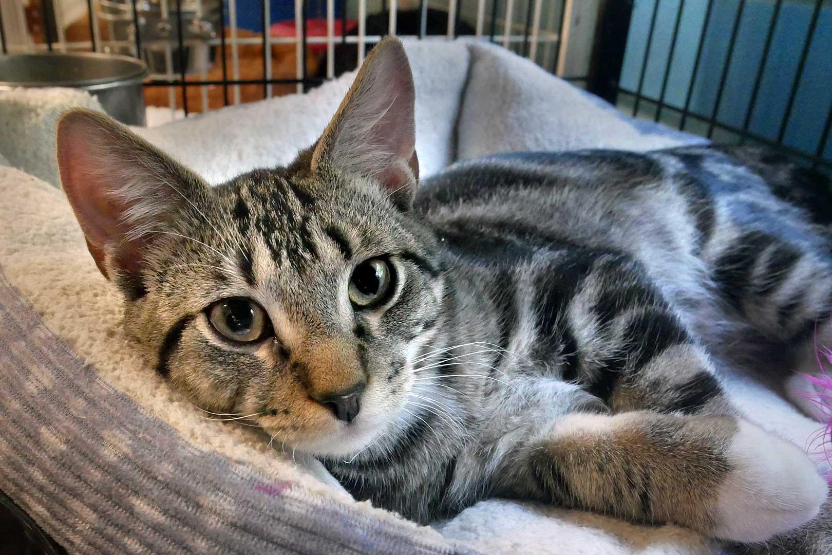 Enlarge Mr. Mitz, a ADOPTABLE Domestic Short Hair in Bloomingdale, NJ image 2/6