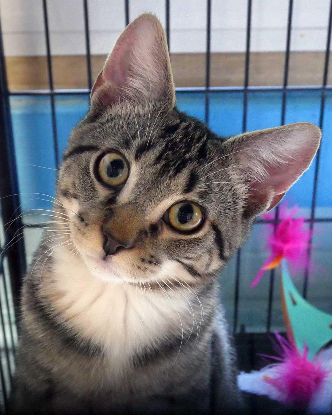 Enlarge Mr. Mitz, a ADOPTABLE Domestic Short Hair in Bloomingdale, NJ image 5/6