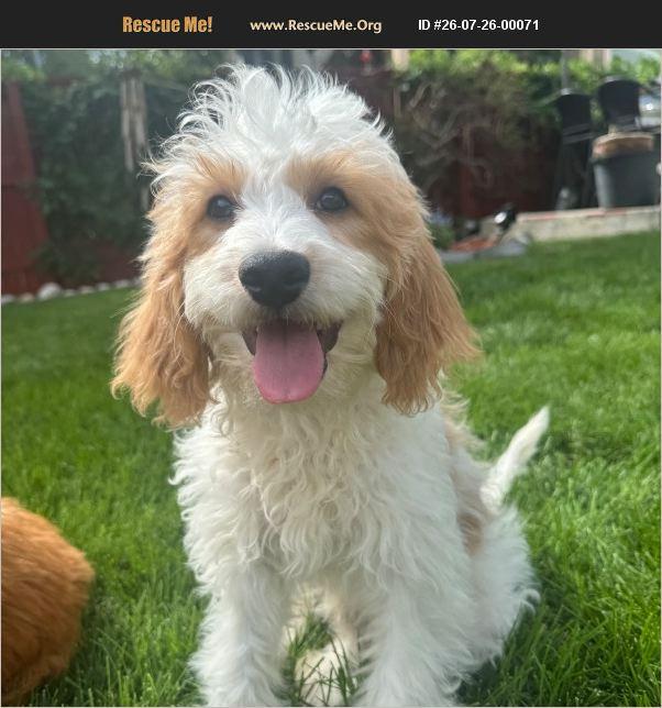 Enlarge White, a ADOPTABLE Goldendoodle in Elizabeth, CO image 1/1