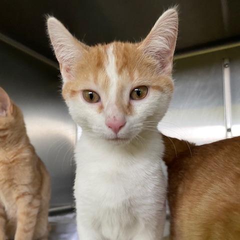 Pinto, Adoptable, Kitten Male Domestic Short Hair.