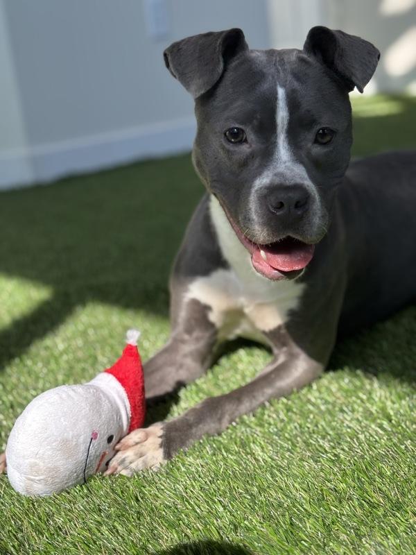 Enlarge Weasel, a Adoptable mixed breed in Herriman, UT image 1/1