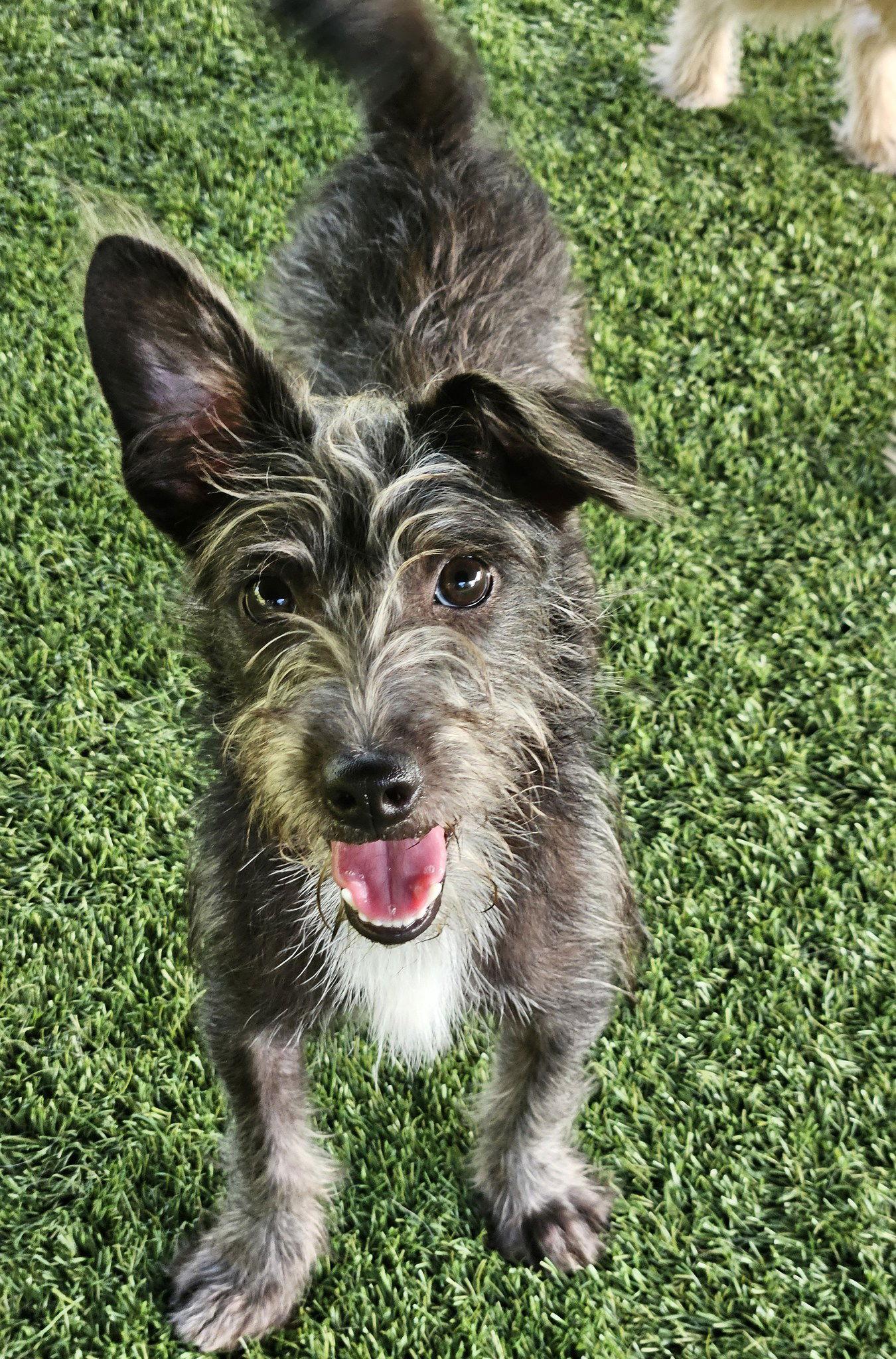 PICHOO, Adoptable, Puppy Female Norwich Terrier & Terrier.