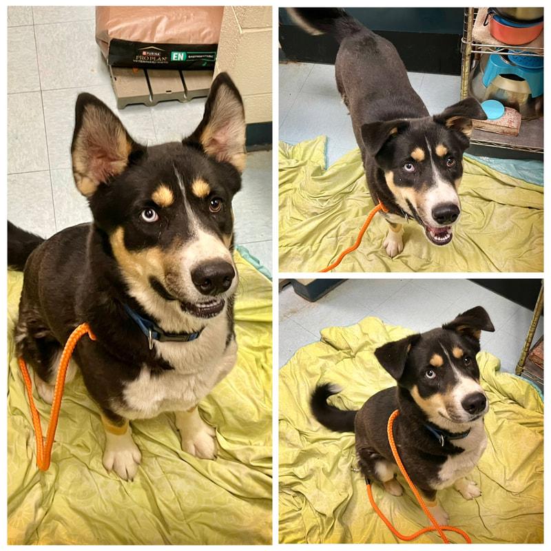 Fletcher, ADOPTABLE, Adult Male Siberian Husky.
