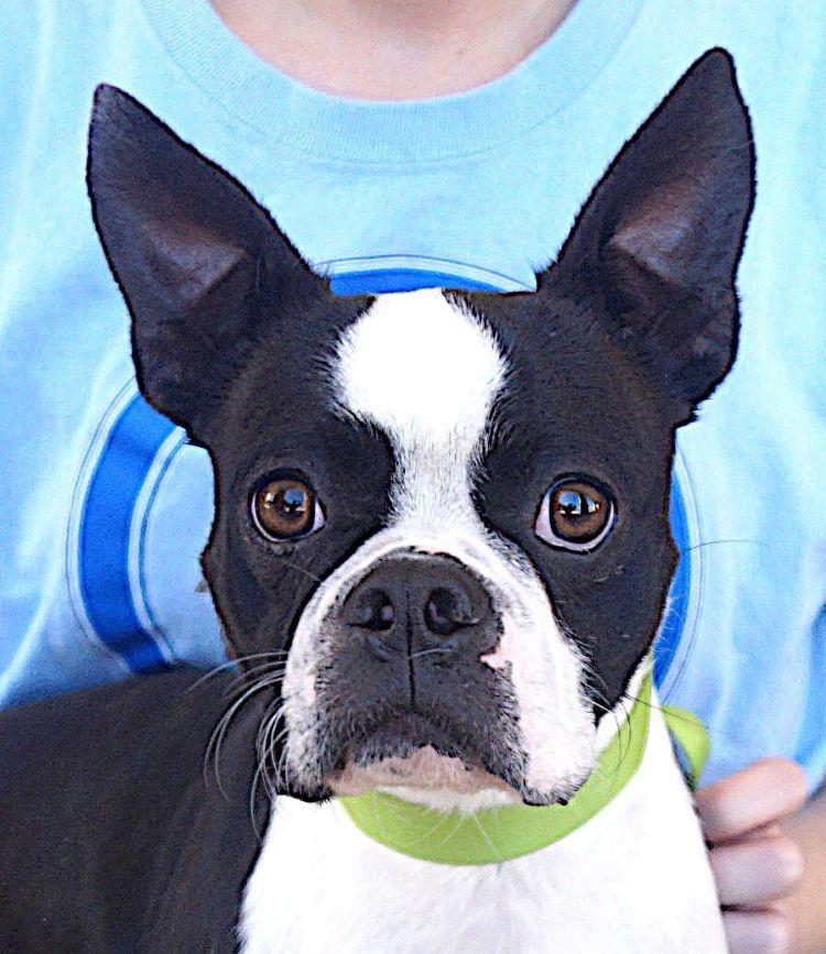 Enlarge Dakota, a Adopted Boston Terrier in Carrollton, TX image 1/2