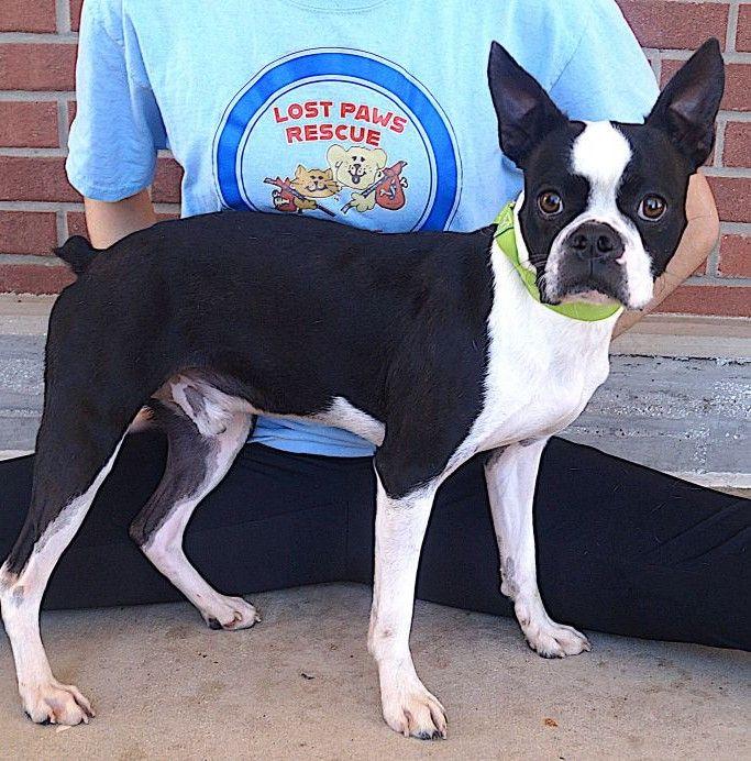 Dakota, Adopted, Adult Male Boston Terrier.