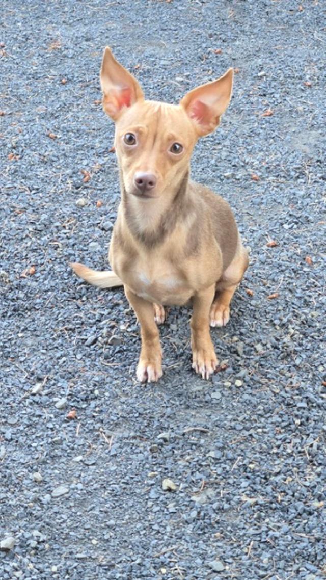 Kaylee, adopted, Adult Female Chihuahua.