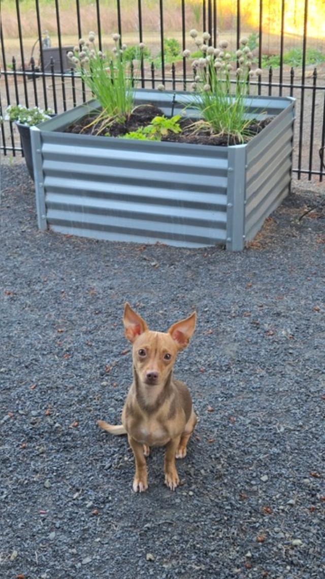 Kaylee, an adopted Chihuahua in Portland, OR image 5/5
