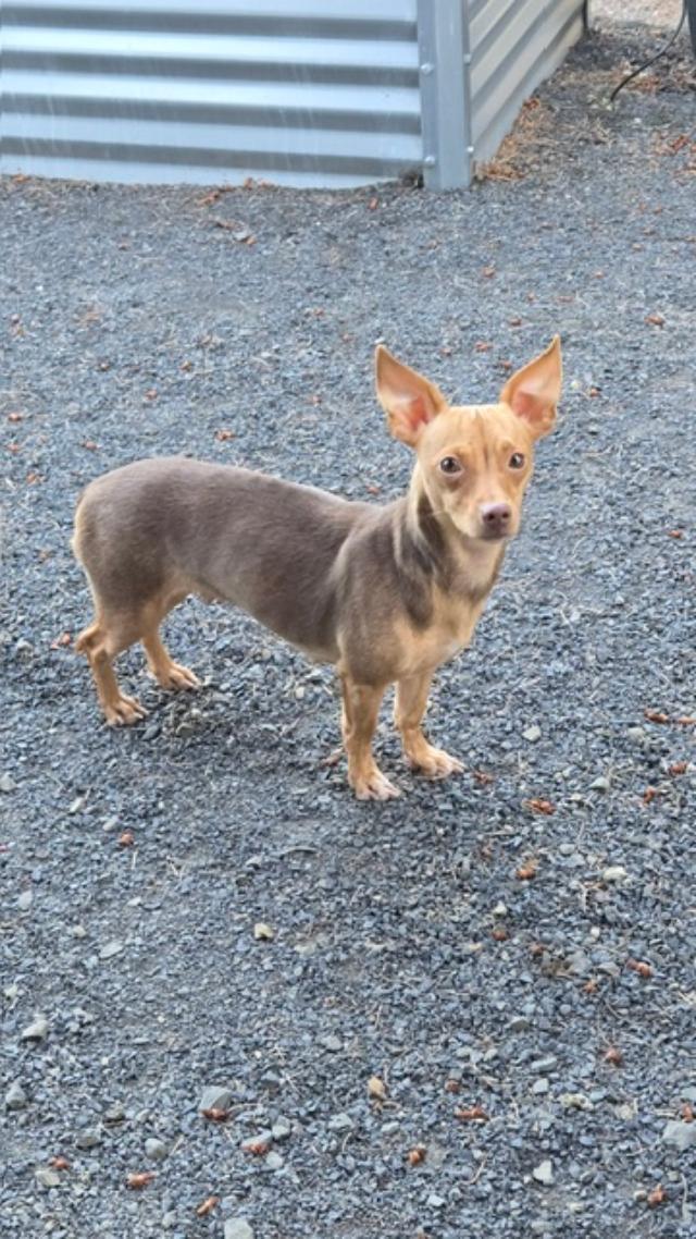 Kaylee, an adopted Chihuahua in Portland, OR image 3/5