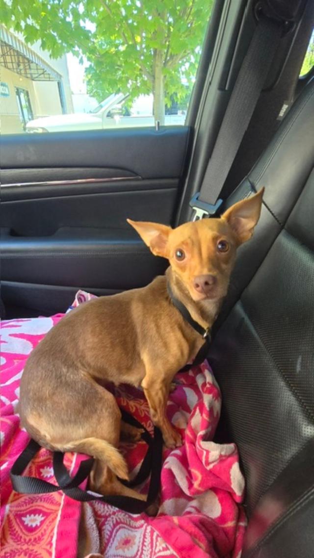 Kaylee, an adopted Chihuahua in Portland, OR image 2/5
