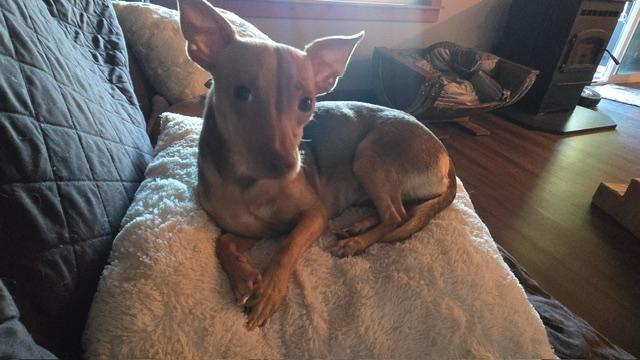 Kaylee, an adopted Chihuahua in Portland, OR image 4/5