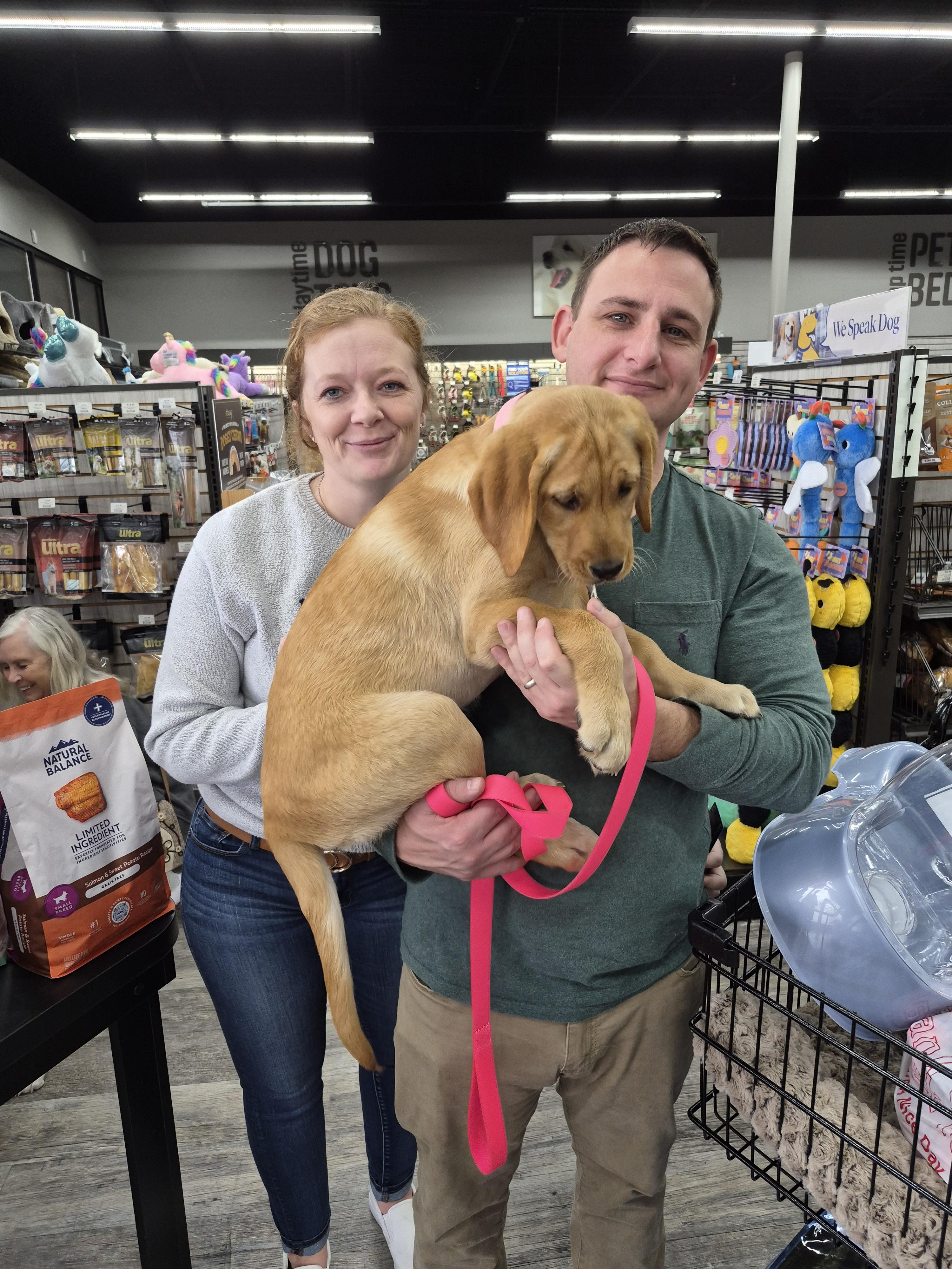 Enlarge Alana, a Adopted Golden Retriever in Panama City, FL image 2/3