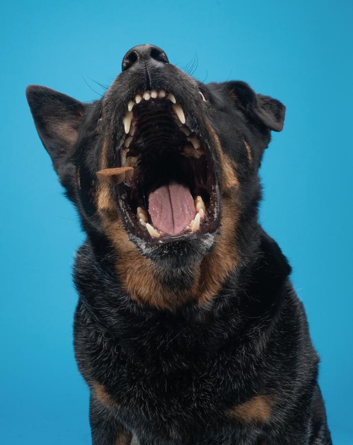 Jax (Lane County, OR), a ADOPTABLE Australian Cattle Dog / Blue Heeler in Eugene, OR image 6/6