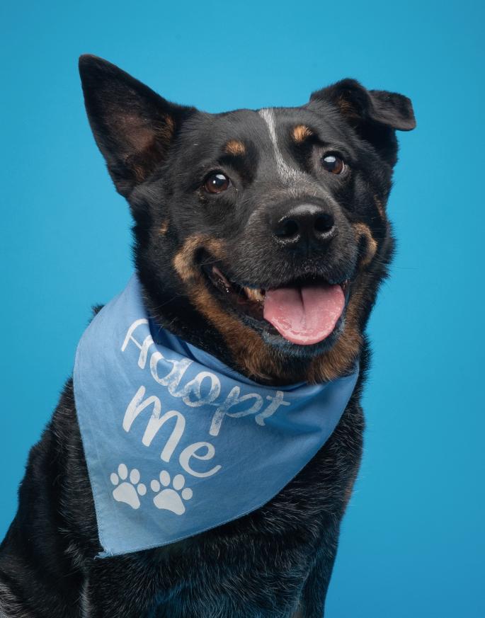 Jax (Lane County, OR), ADOPTABLE, Adult Male Australian Cattle Dog / Blue Heeler.