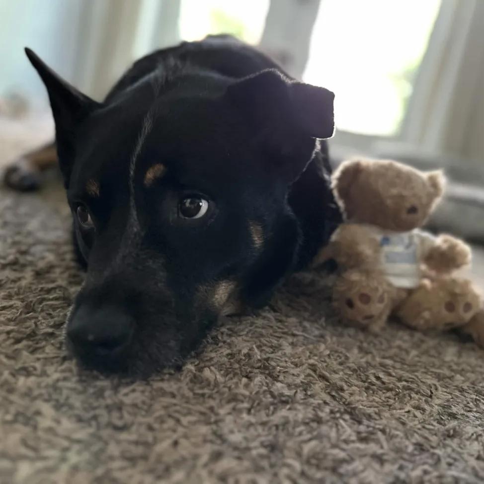 Jax ( Lane County, OR), ADOPTABLE, Adult Male Australian Cattle Dog / Blue Heeler.