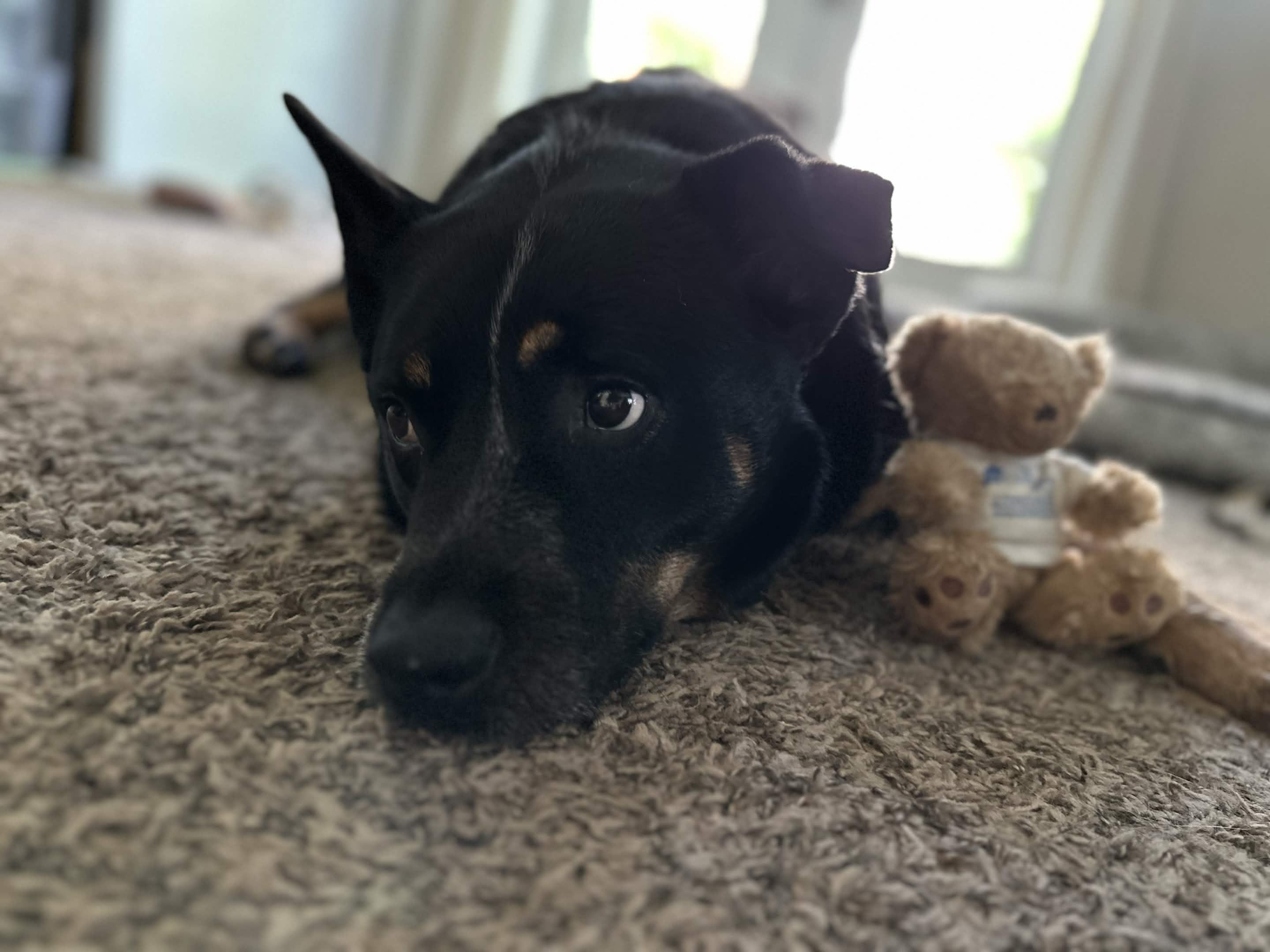 Jax (Lane County, OR), a ADOPTABLE Australian Cattle Dog / Blue Heeler in Eugene, OR image 5/6