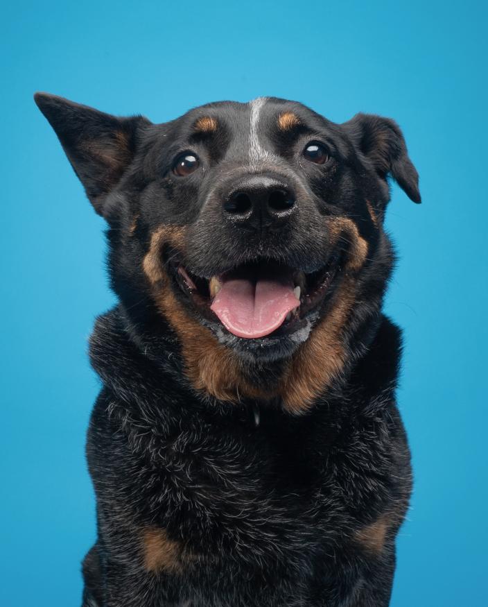 Jax (Lane County, OR), a ADOPTABLE Australian Cattle Dog / Blue Heeler in Eugene, OR image 3/6
