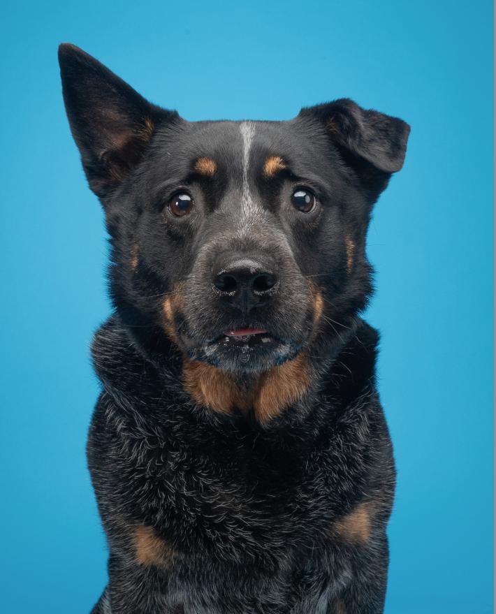 Jax (Lane County, OR), a ADOPTABLE Australian Cattle Dog / Blue Heeler in Eugene, OR image 4/6