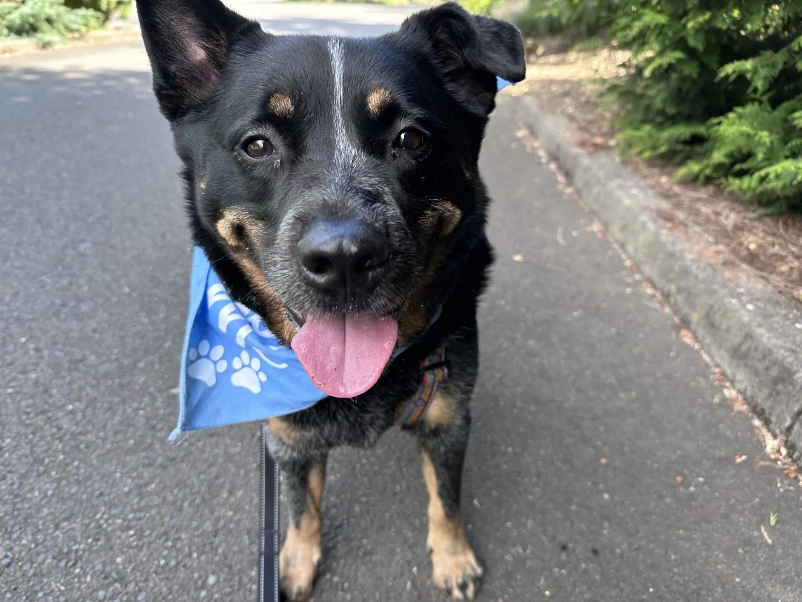 Jax (Lane County, OR), a ADOPTABLE Australian Cattle Dog / Blue Heeler in Eugene, OR image 2/6