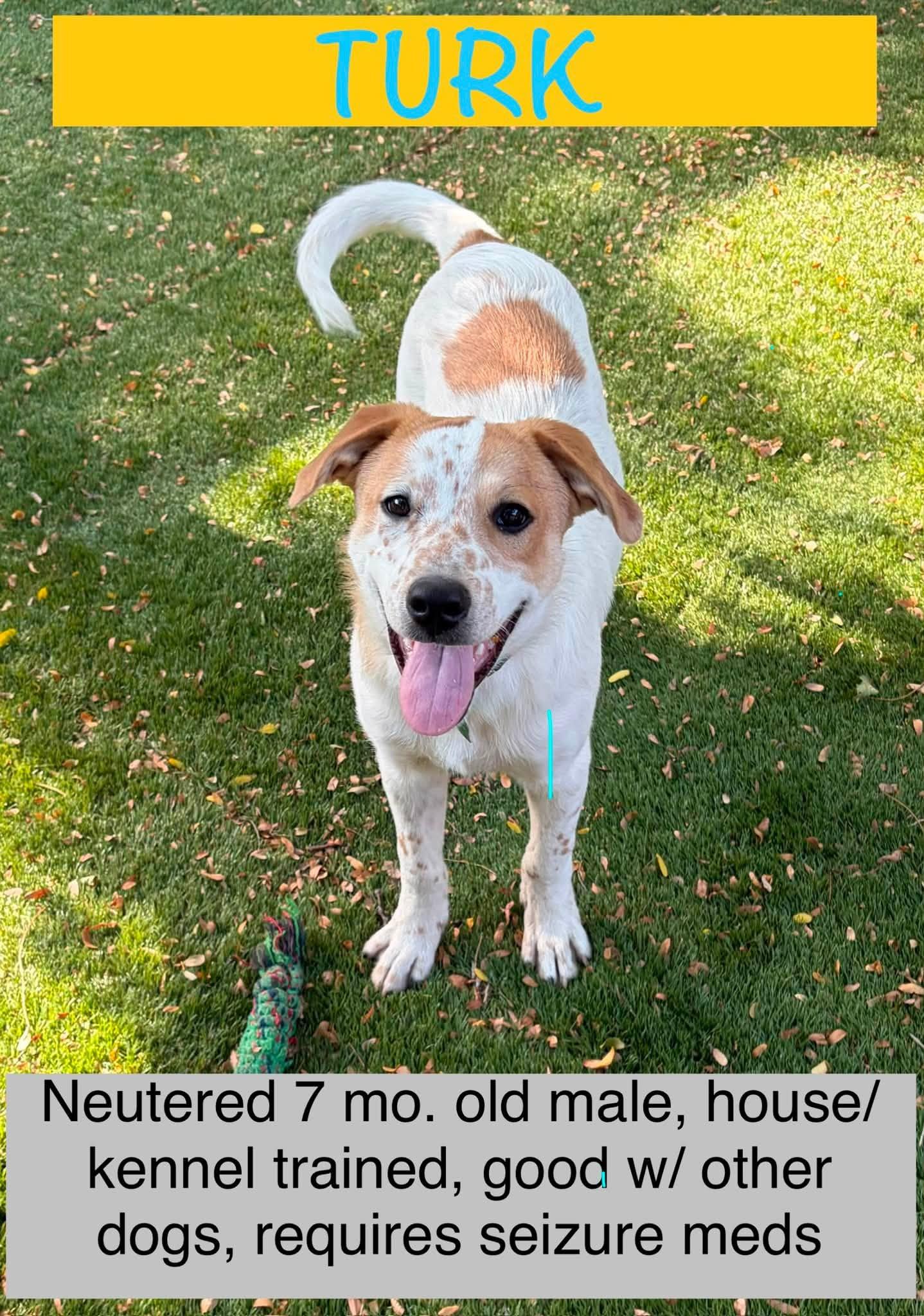 Turk, Adoptable, Young Male Cattle Dog.