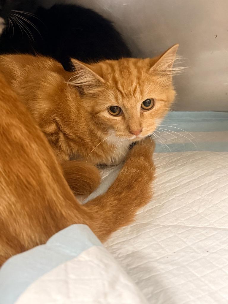 Cheeto, Adoptable, Kitten Female Domestic Short Hair.