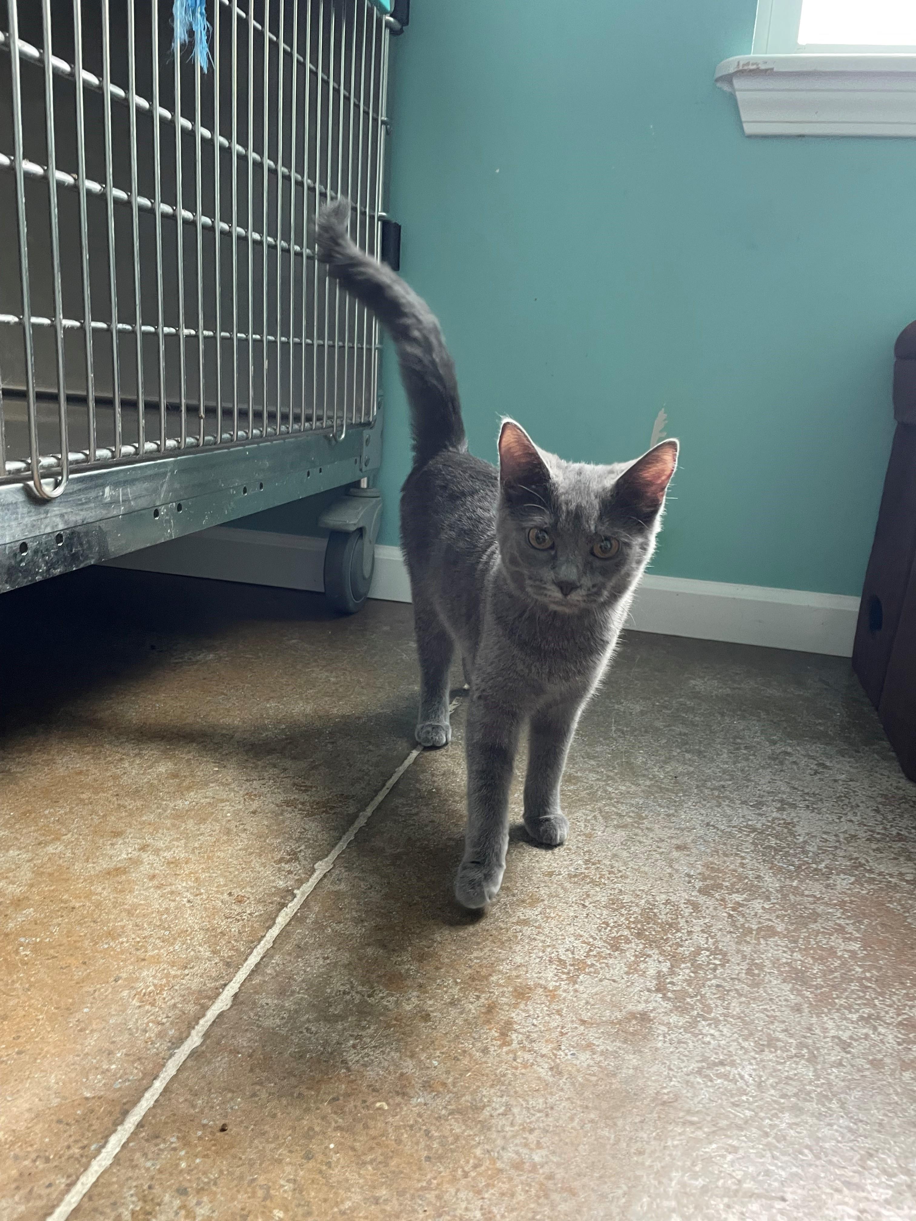 Ash, an adoptable Chartreux in Boonville, MO, 65233 | Photo Image 2