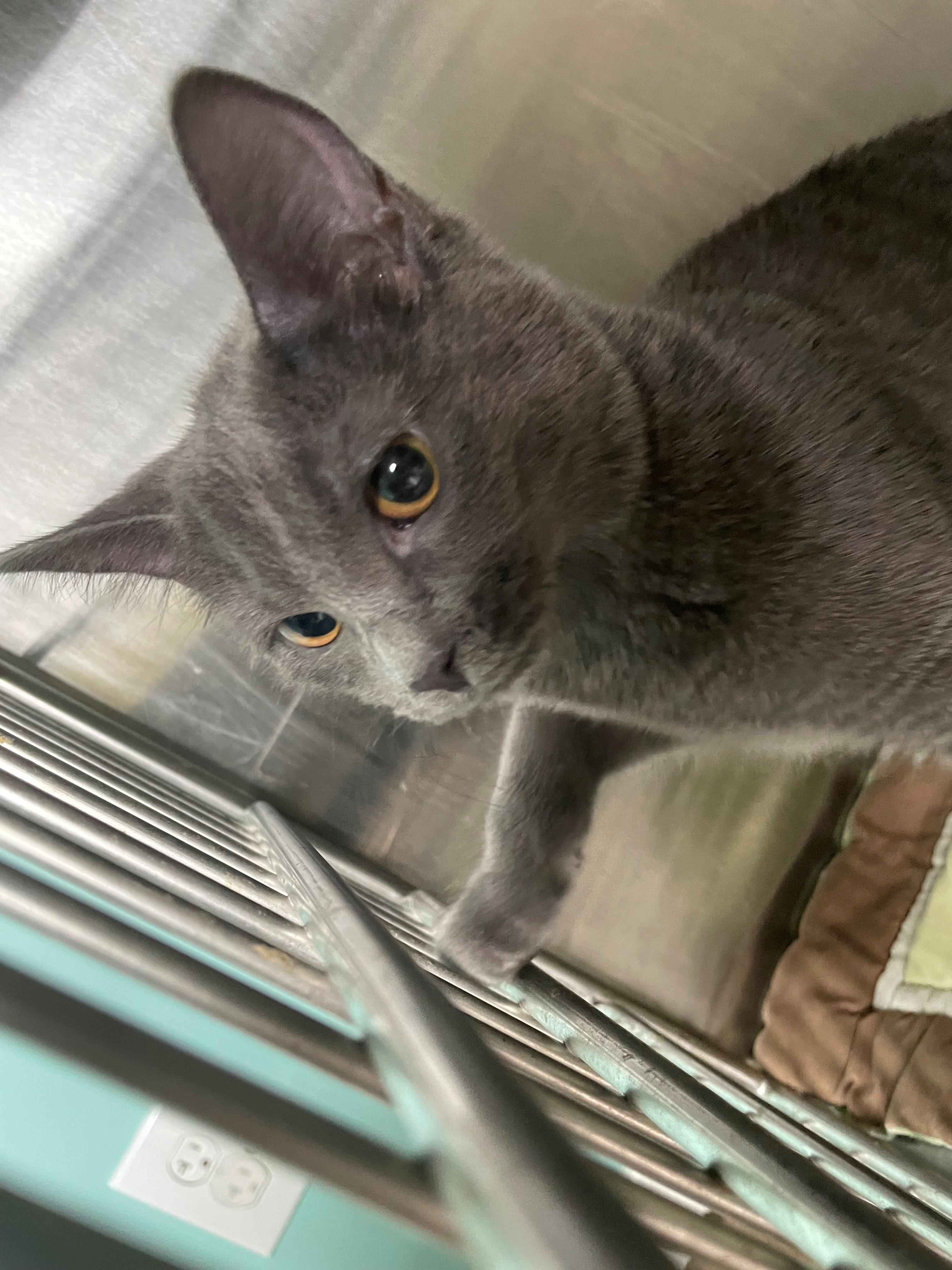 Ash, an adoptable Chartreux in Boonville, MO, 65233 | Photo Image 1