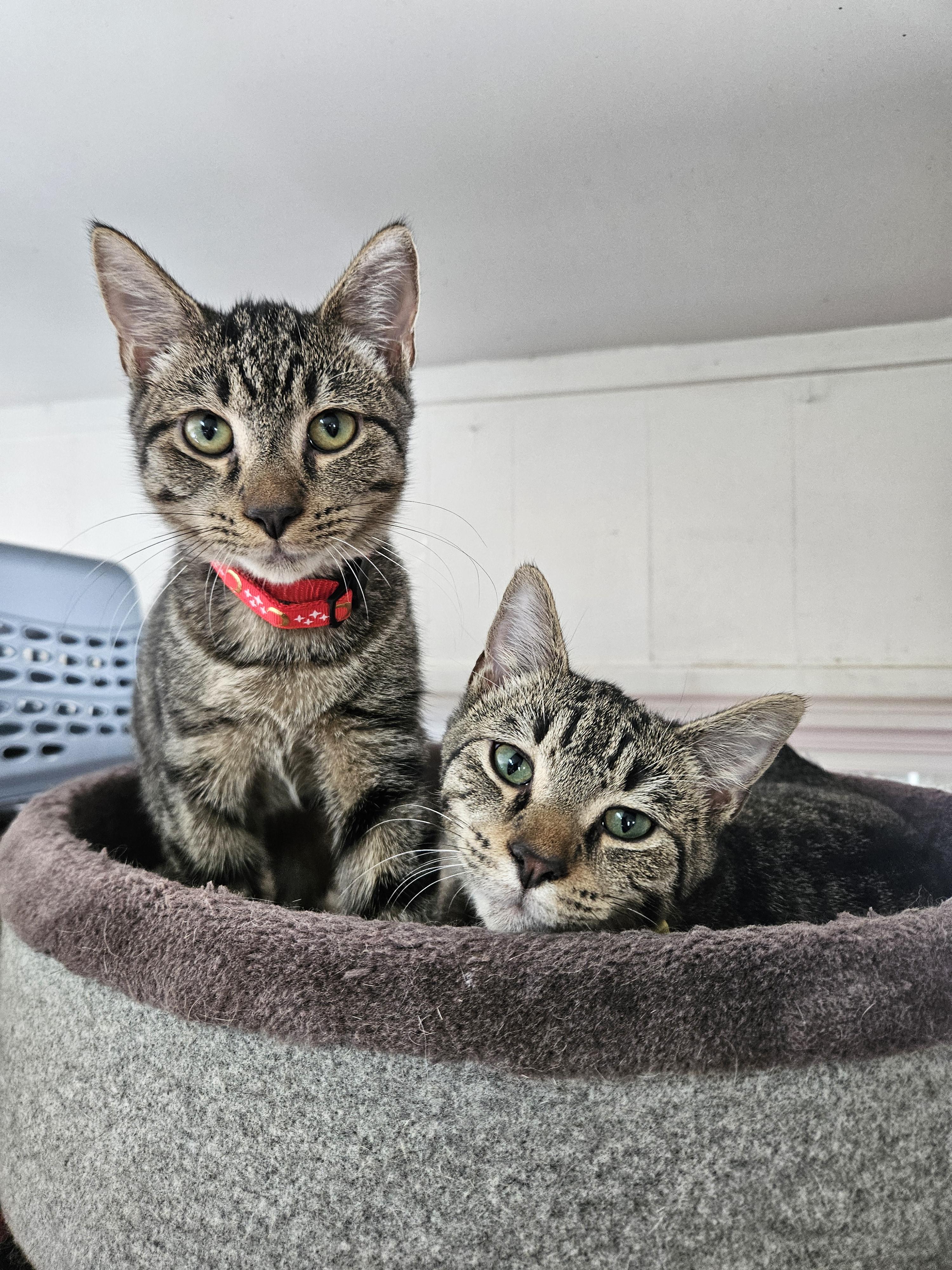 Hob Nob and Jaffa Cake, ADOPTABLE, Young Male Domestic Short Hair.