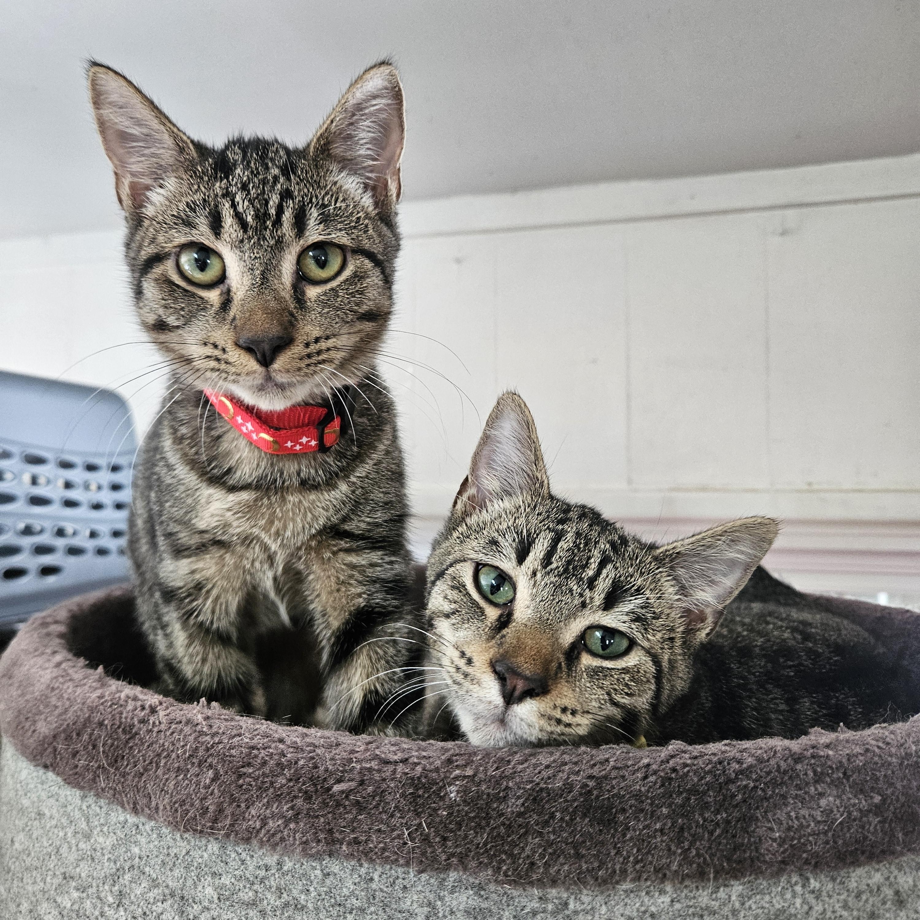 Enlarge Hob Nob and Jaffa Cake, an adopted Domestic Short Hair in Melbourne, FL image 1/1