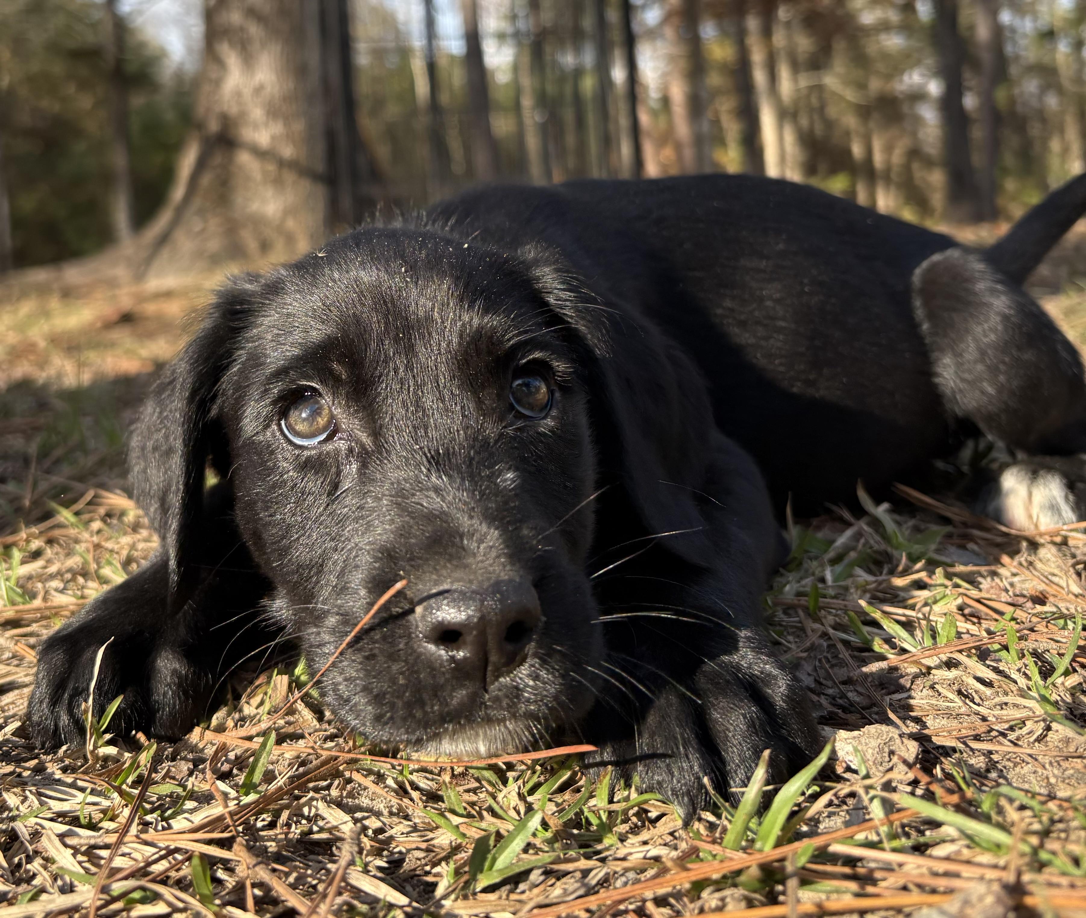 Tish, Adoptable, Puppy Female Labrador Retriever.