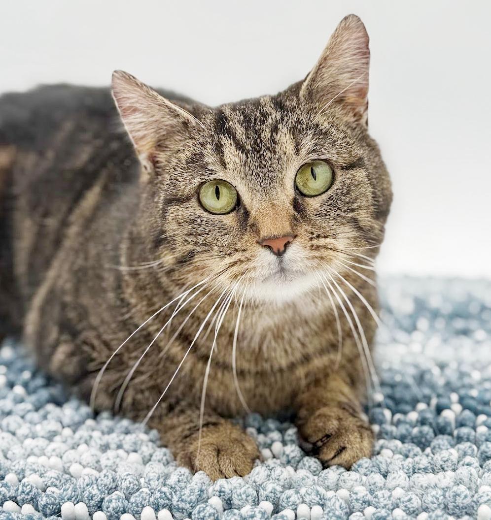 Miss Kitty is Miss OMG CHONKY LOVER ADORABLENESS! Possible therapy cat!, a Adoptable mixed breed in Bedford Hills, NY image 1/6