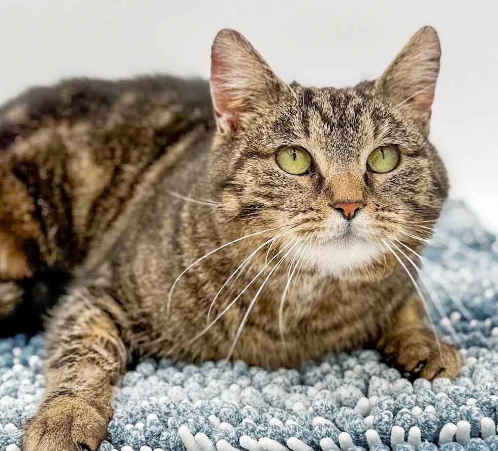 Miss Kitty is Miss OMG CHONKY LOVER ADORABLENESS! Possible therapy cat!, a Adoptable mixed breed in Bedford Hills, NY image 6/6