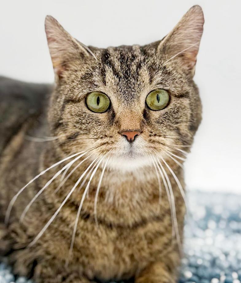 Miss Kitty is Miss OMG CHONKY LOVER ADORABLENESS! Possible therapy cat!, a Adoptable mixed breed in Bedford Hills, NY image 5/6