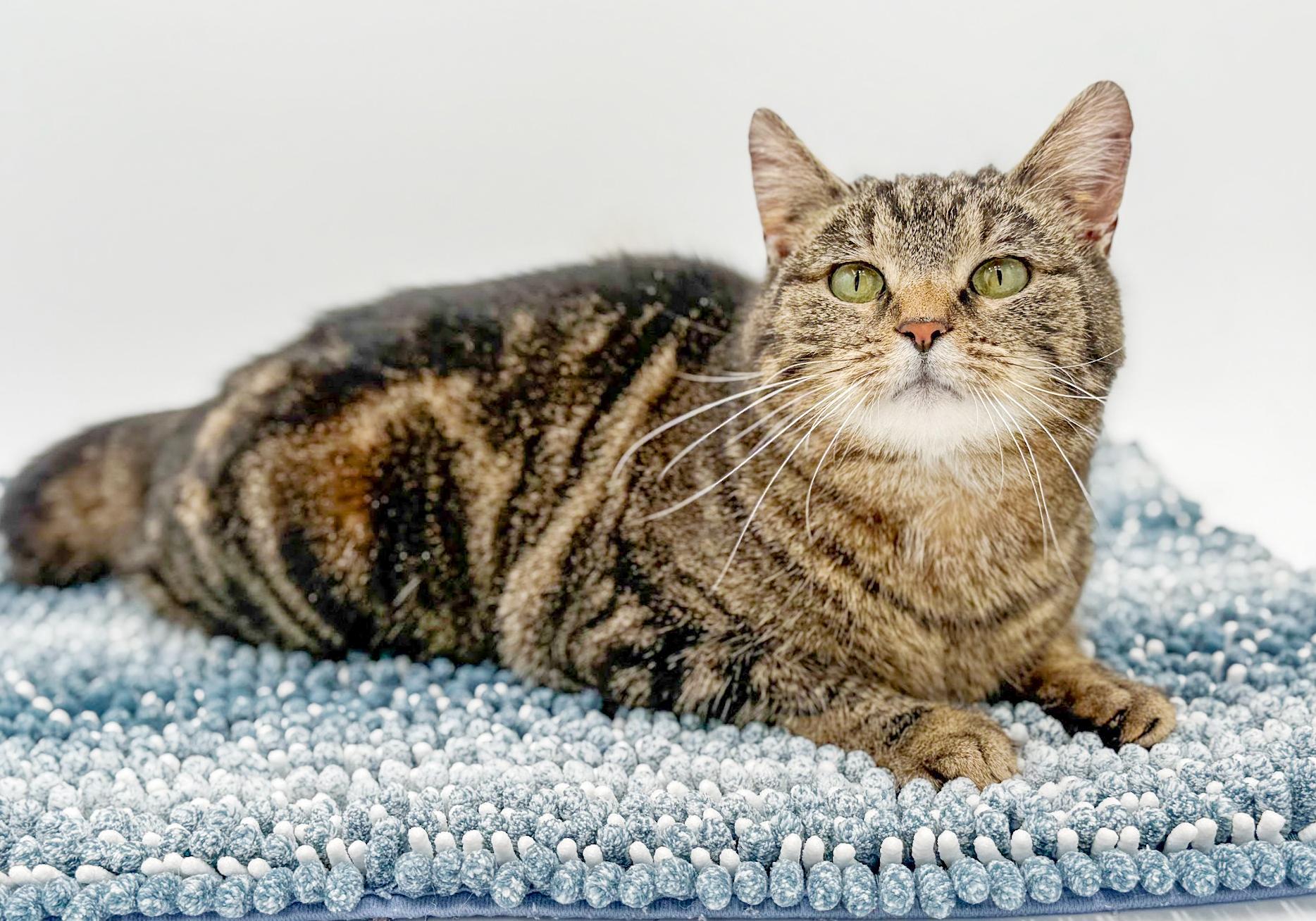 Miss Kitty is Miss OMG CHONKY LOVER ADORABLENESS! Possible therapy cat!, a Adoptable mixed breed in Bedford Hills, NY image 4/6