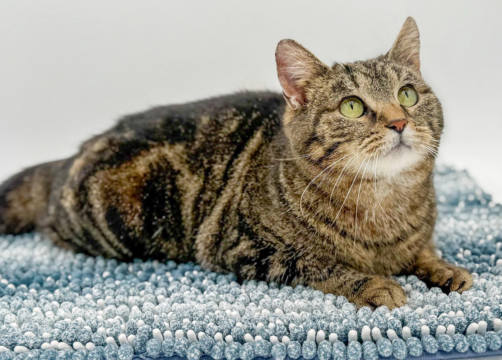 Miss Kitty is Miss OMG CHONKY LOVER ADORABLENESS! Possible therapy cat!, a Adoptable mixed breed in Bedford Hills, NY image 2/6