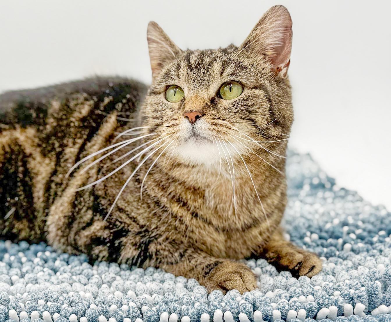 Miss Kitty is Miss OMG CHONKY LOVER ADORABLENESS! Possible therapy cat!, a Adoptable mixed breed in Bedford Hills, NY image 3/6