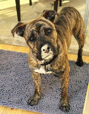 Cody, a Adopted Boxer in Fallbrook, CA image 1/3