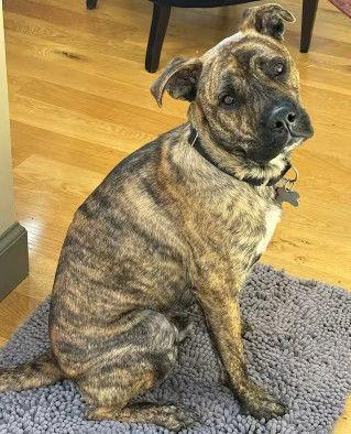 Cody, a Adopted Boxer in Fallbrook, CA image 2/3