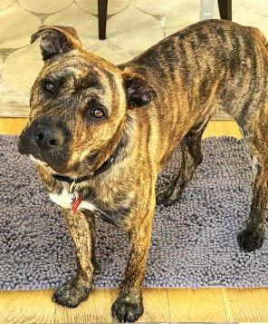 Cody, a Adopted Boxer in Fallbrook, CA image 3/3