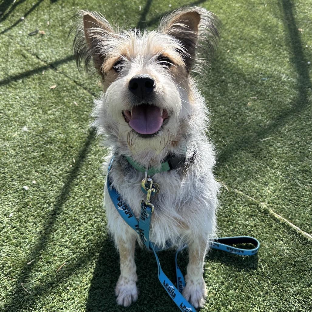 Enlarge Digsy, a Adoptable Mixed Breed in Durango, CO image 2/6