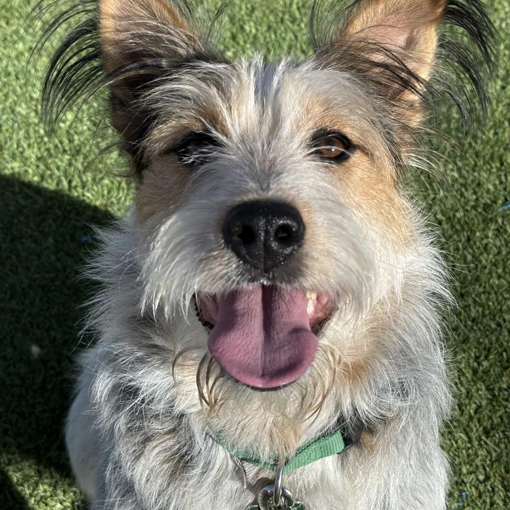 Enlarge Digsy, a Adoptable Mixed Breed in Durango, CO image 3/6