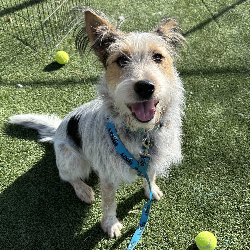 Enlarge Digsy, a Adoptable Mixed Breed in Durango, CO image 4/6