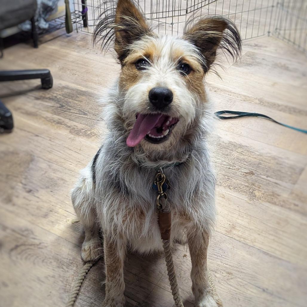 Enlarge Digsy, a Adoptable Mixed Breed in Durango, CO image 5/6