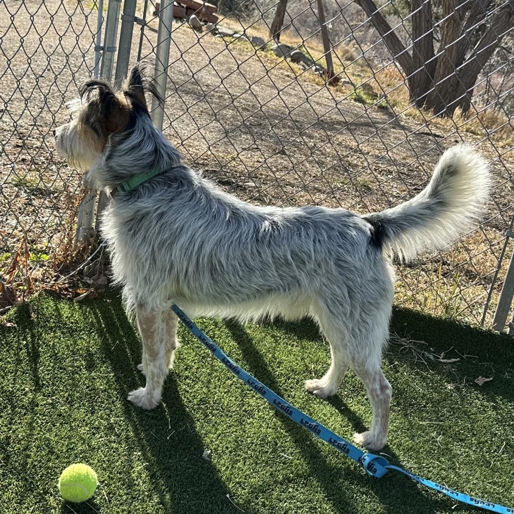 Enlarge Digsy, a Adoptable Mixed Breed in Durango, CO image 6/6