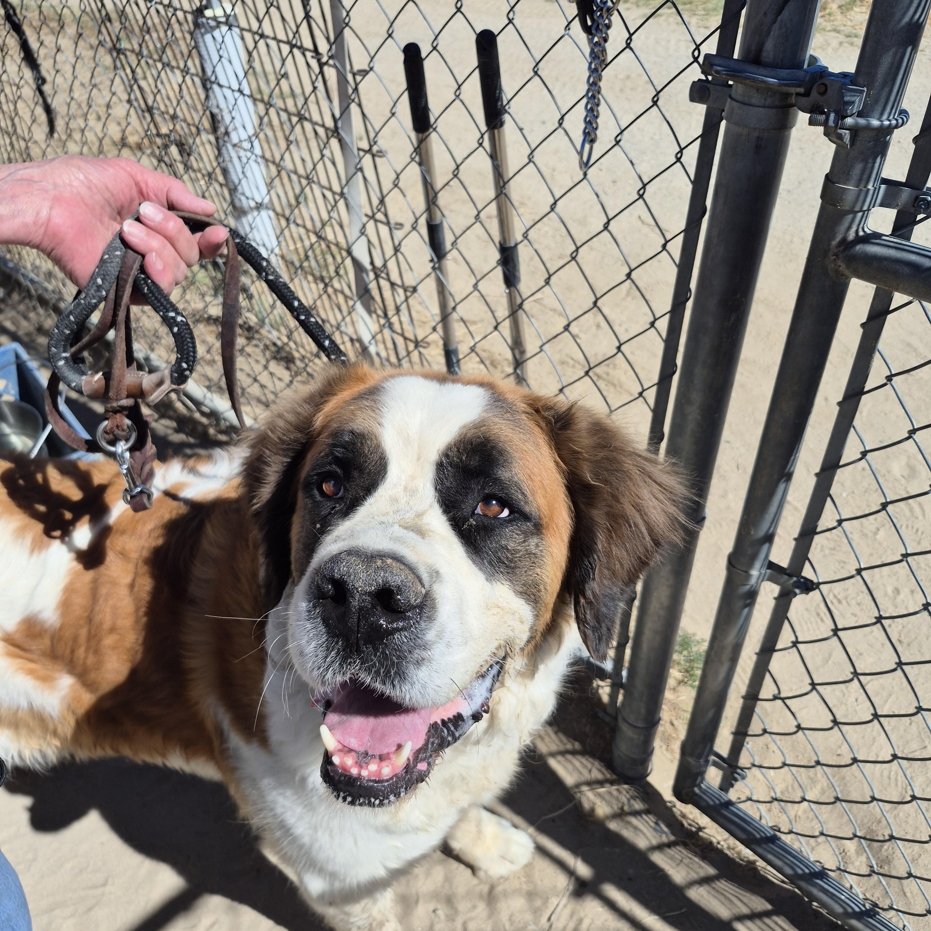 FIONA, a ADOPTABLE Saint Bernard in Sparks, NV image 1/2