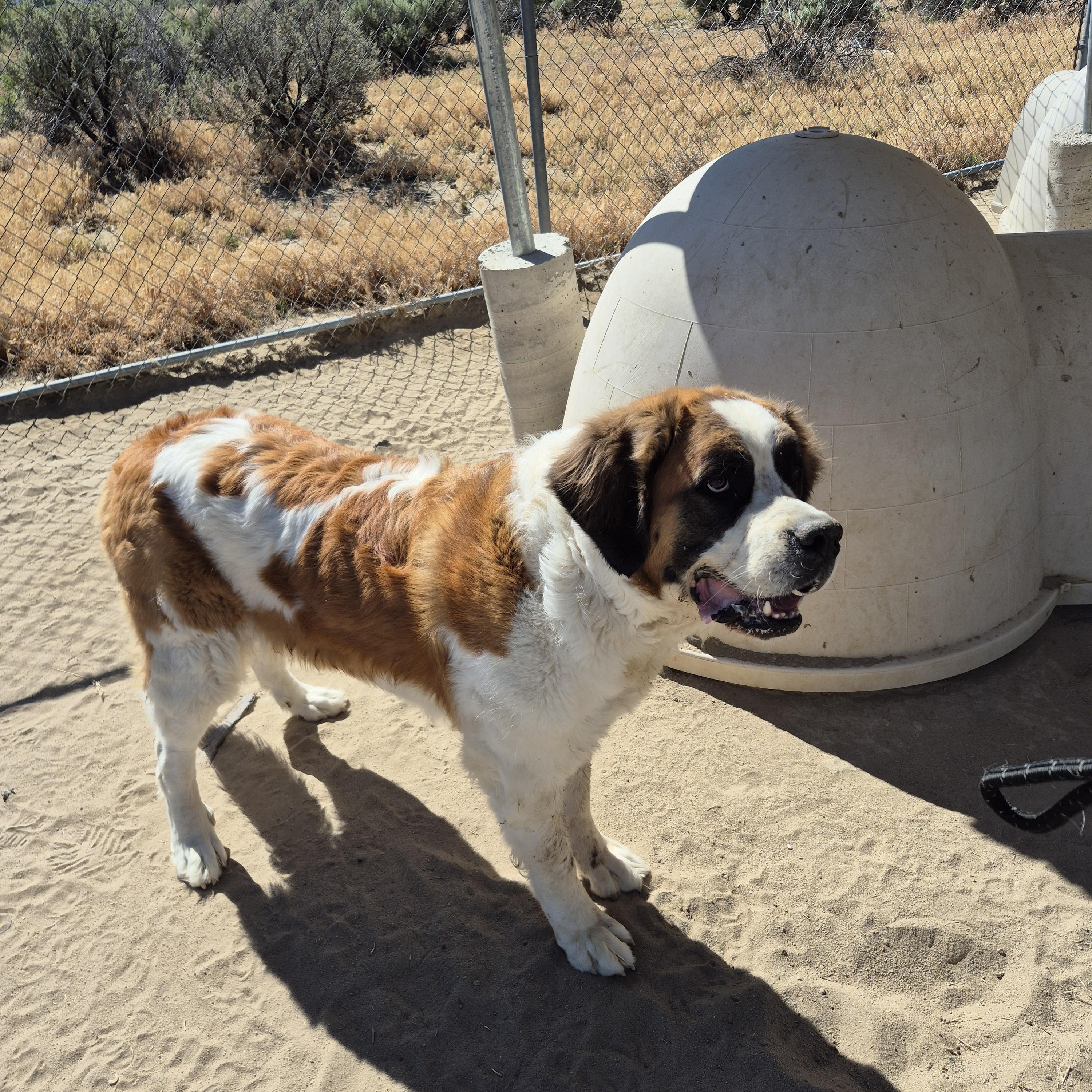 FIONA, a ADOPTABLE Saint Bernard in Sparks, NV image 2/2