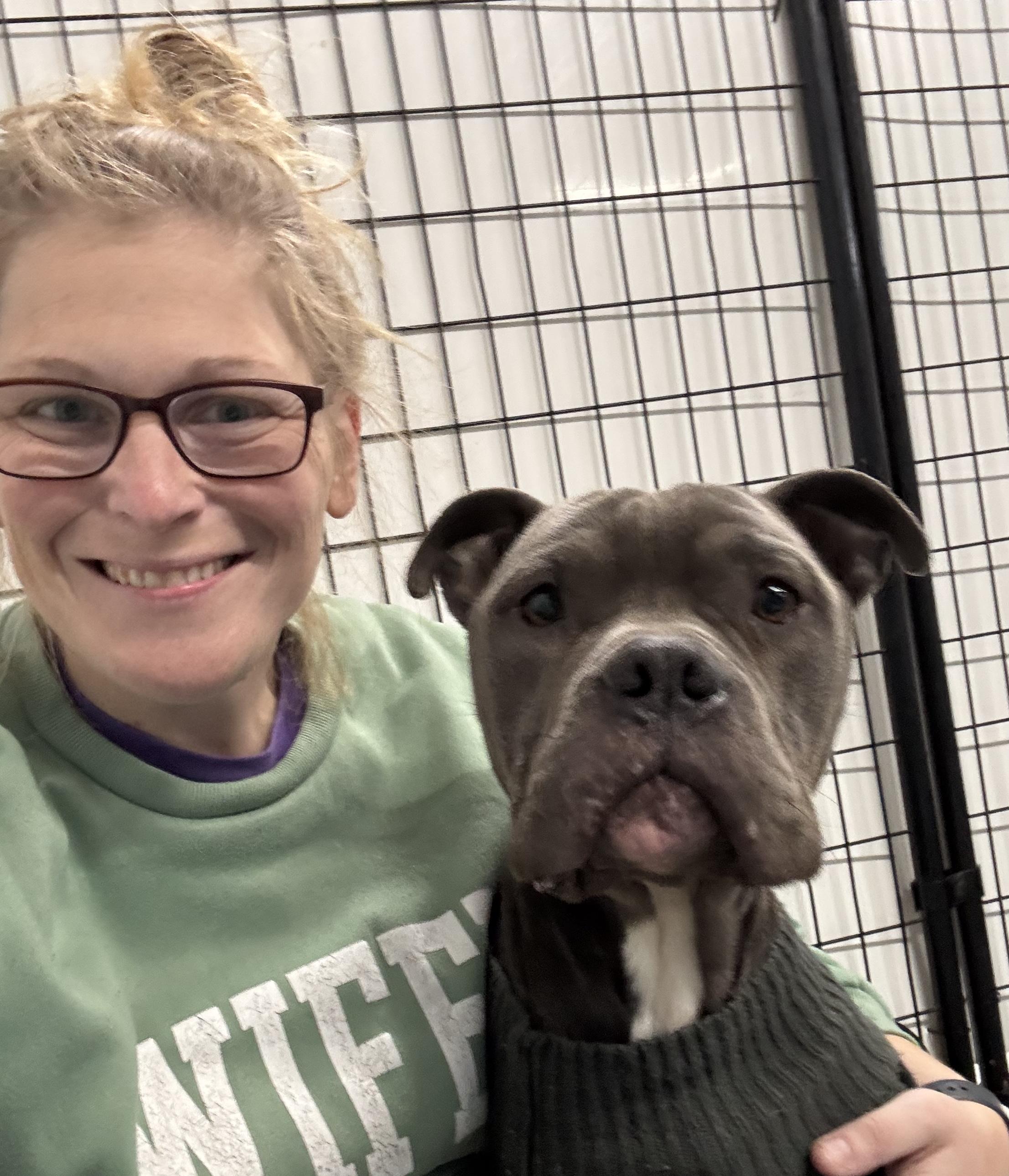 Bobby, a Adoptable mixed breed in Oak Park, MI image 1/5