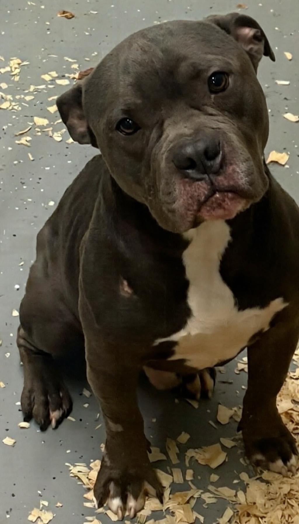 Bobby, a Adoptable mixed breed in Oak Park, MI image 4/5