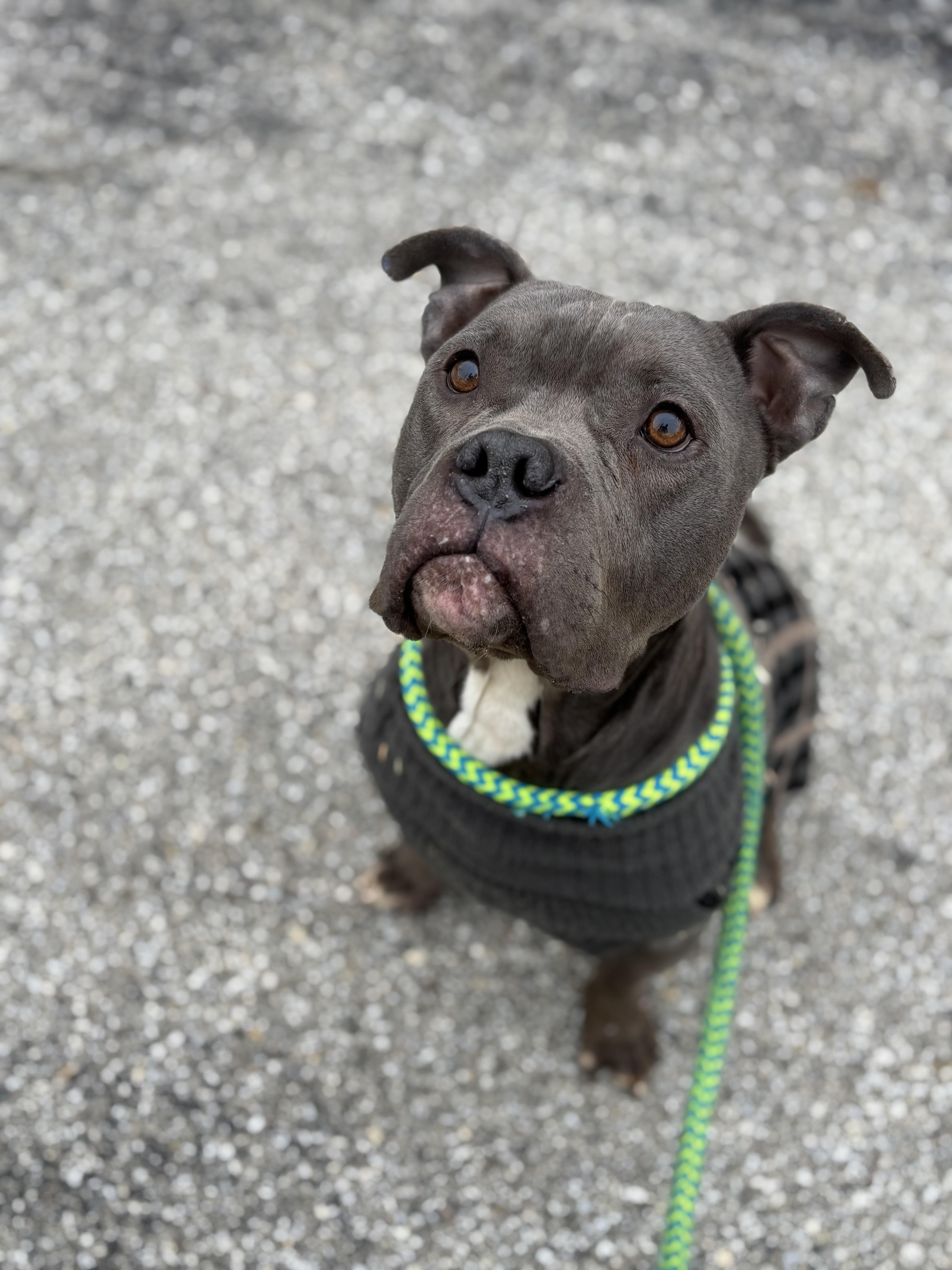 Bobby, a Adoptable mixed breed in Oak Park, MI image 3/5