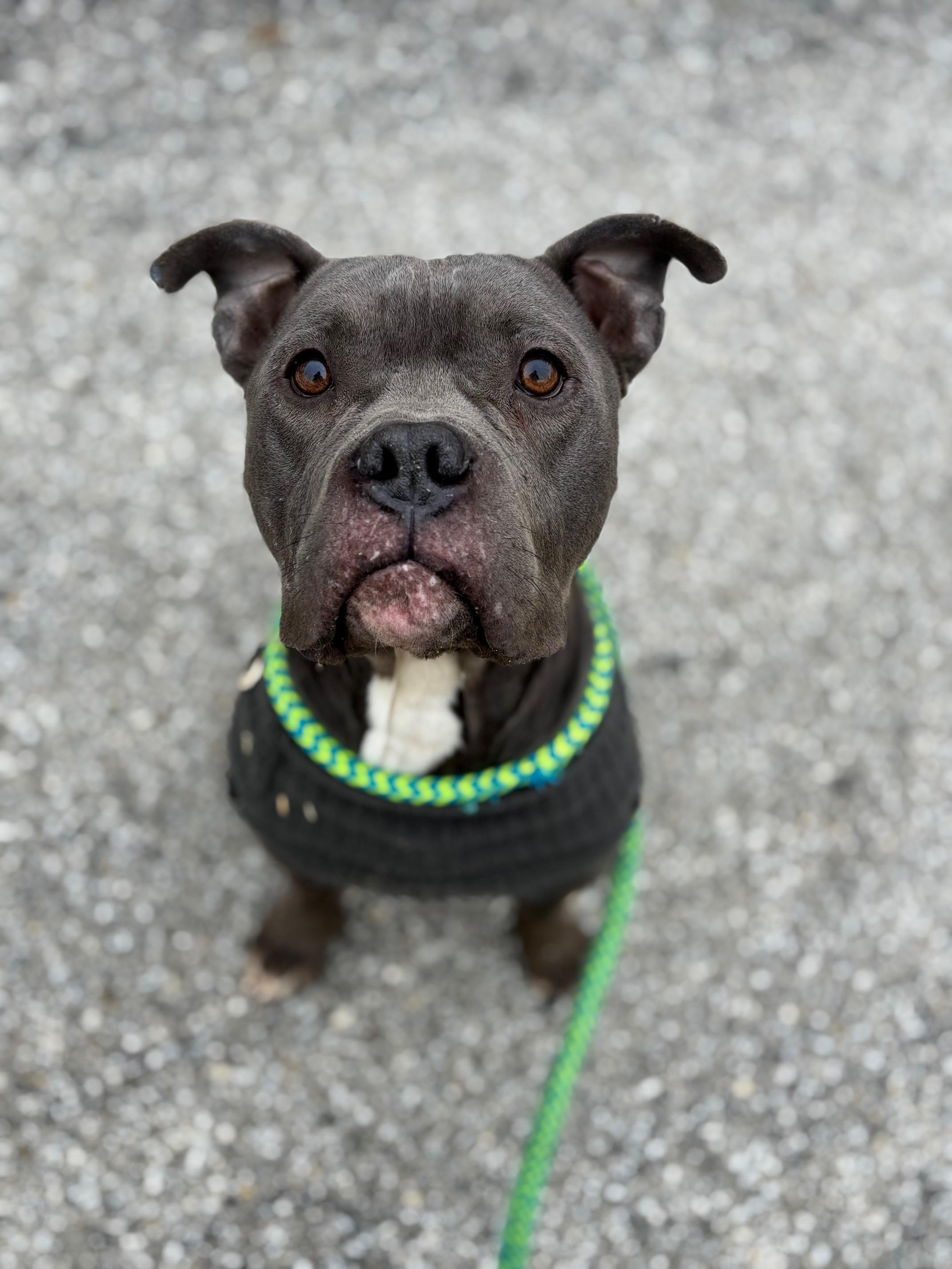 Bobby, a Adoptable mixed breed in Oak Park, MI image 5/5