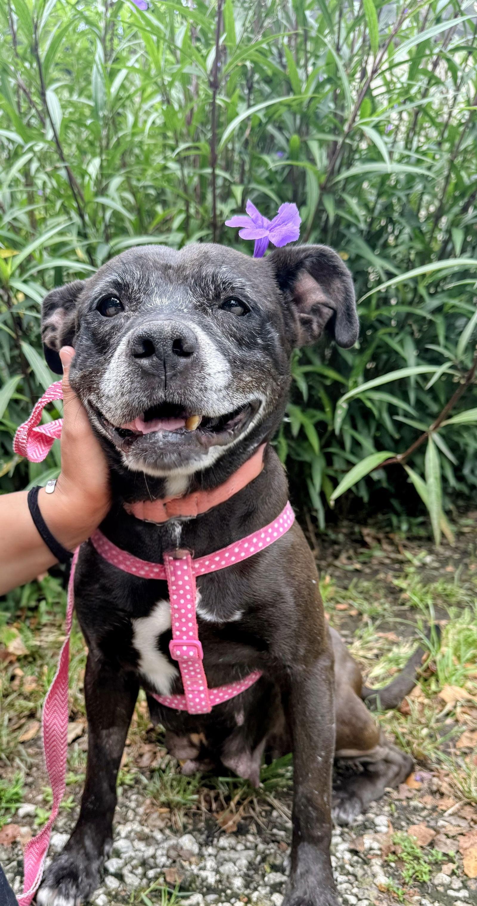 Charlotte, Adoptable, Senior Female Pit Bull Terrier & Staffordshire Bull Terrier.